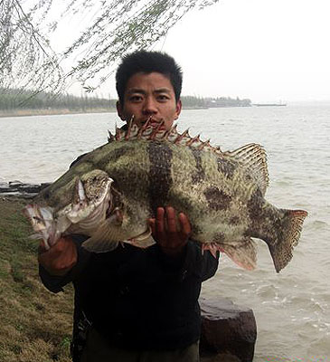 Record photograph for Siniperca chuatsi